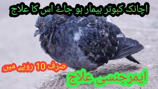 Bimar kabootar ka emergency ilaj | 100% kamyab ilaj