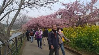 20190227 静岡伊豆「河津桜まつり」、理念說明