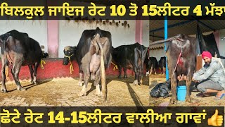 10 ਤੋ 15ਲੀਟਰ 4 ਮੱਝਾ ਅਤੇ 2 ਗਾਵਾਂ ਵੀਕਾਓ। cows and Buffalo for sale/vadiya farm/27-1-25