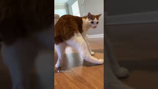 How Cutie cat shake their booody?