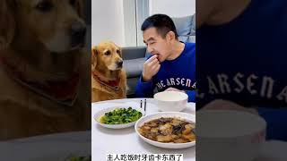 这样的狗狗你喜欢吗？Do you like this kind of dog?