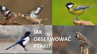 Jak obserwować ptaki? | Wycieczki pl