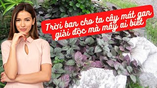 CÂY TRÀ DR THANH - TRÀ Ô LONG - NHÀ VƯỜN HẢI ĐĂNG