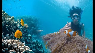 Snorkelling with Beautiful Fishes In Hikkaduwa-Sri Lanka-2020