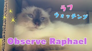 かわい過ぎて観察【ラフウォッチング】Ovserve Raphael（バーマン猫）Birman/Cat