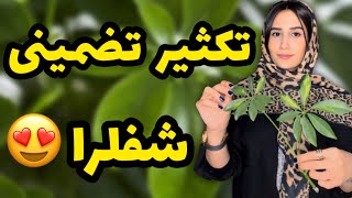 تکثیر تضمینی شفلرا😍/ تکثیر شفلرا به روش گلخونه ای/ تکثیر گیاه/ گل و گیاه/گیاه آپارتمانی