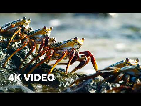 Bbc Earth David Attenborough Two Hours Of 4k Nature Scenes Bbc Earth David Attenborough Two Hours Of 4k Nature Scenes