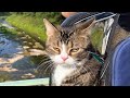 The Most DRAMATIC Cats Freak Out Over Nothing! 😂 Best Funny Cats Videos