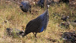 Vulturine Guineafowl in Kenya