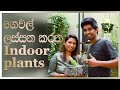 Simple Home Decorating Ideas with Plants | Interior Design | Episode 58 | SriLanka