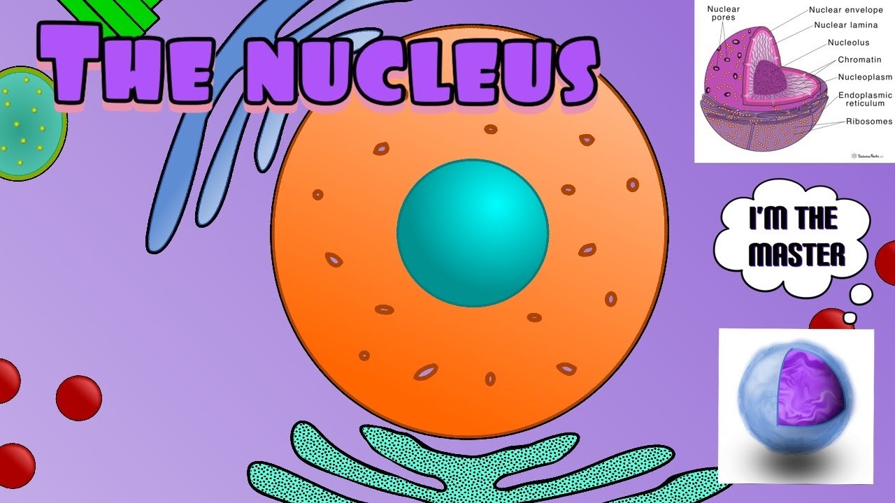 The Nucleus Youtube
