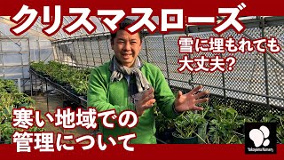 クリスマスローズ 寒い地域での管理について　◆横山園芸 公式◆　【2023】