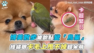 【博美散步被欽點變「鳥巢」 綠繡眼卡毛上甩不掉超呆萌】｜IG / tsai_tsai_1020 @gojia222