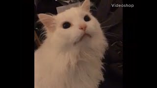 Thurston the cat (Full video)