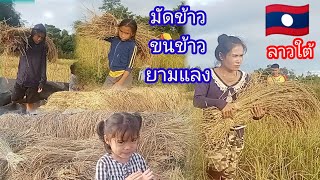 มัดข้าว ขนข้าวยามแลง#สาวลาวใต้ 🇱🇦#เฮ็ดกินครัวบ้านๆ