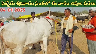 పెబ్బేరు శనివారం సంతలో ఈ వారం ఆవుల ధరలు | Pebbair cow market | cow videos ‎@purnafarms 