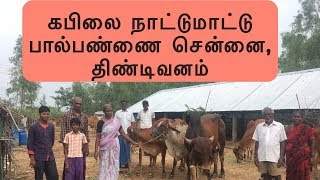 கபிலை நாட்டுமாட்டு பால்பண்ணை சென்னை, திண்டிவனம் | A2 Milk