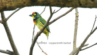 เสียงนกตีทอง โพระดก  coppersmith barbet  #นกตีทอง #โพระดก  #coppersmithbarbet  #เสียงนกตีทอง