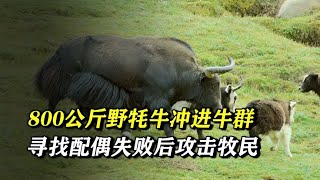 800 kg of wild yaks rushed into the herd just to find a mate, and after failing, they became angry