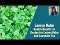 Lemon Balm: health benefits and tea recipe