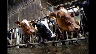 The Sad, Short Life of Dairy Cows #dairy