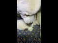 北海道犬のネムの赤ちゃんは生後18日目の様子！吸う音が響く動画 shorts