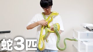 飼育している巨大なニシキヘビ3匹を首に巻いてみたらヤバすぎた