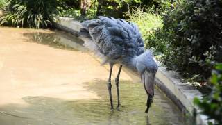 ハシビロコウが魚を食べる（上野動物園）