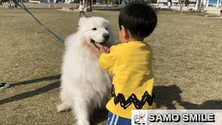 【じぃちゃんサモエド】そんなに見つめないで。 神戸メリケンパーク /Samoyed is stared at by a child, \