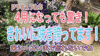 【ドラキュラ】【ヌーヴェルヴァーグ】【サトウ園芸】今だからそこ伝えたい！ビオラ＆パンジーの素晴らしさ✨✨ブランド苗はすごいです😆【ガーデニング】【値下げ苗】