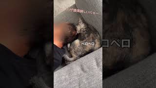 飼い主にペロペロする猫#shorts