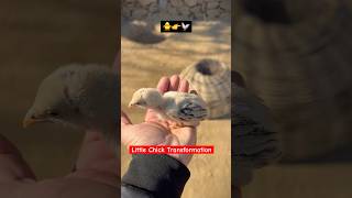 Unbelievable Transformation😲| From Chick To Rooster🐥🐓#chicks #rooster #birds #viralvideo