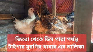 টাইগার মুরগির খাবার এর তালিকা জিরো থেকে ডিম পারা পর্যন্ত