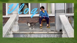 [Vlog]퇴사 후 시골일기/할머니/고양이/시골/할머니집에서 지내기/브이로그