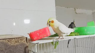 This mischievous parrot wants to drop his food dish😢😢 #calopsitte #cockatiel #cockatiels #calopsitta