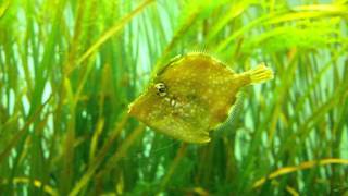 Whitespotted pygmy filefish.Tokyo Sea Life Park.葛西臨海水族園。アミメハギ。