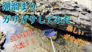 【ガサガサ】潮溜まりでガサガサしてみた　～生き物大量編～