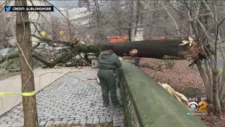 High Winds Bring Down Trees, POwer Lines Across New York, Long Island