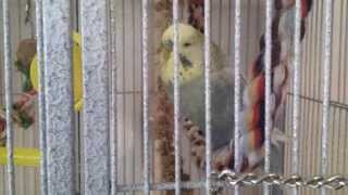 Headbanging budgie, JayJay