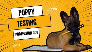 How to choose a puppy for Protection -puppy testing- Choosing Billy Bones
