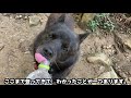 甲斐犬一休と山登りしたらえらい目にあいました。。。【筑波山１】