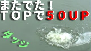 バス釣り　トップで５０ＵＰ！ダッジで出たぞ！　Bass fishing in Japan