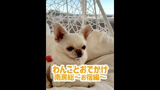 THE BONDS SPAオーシャンリゾート千葉白浜【犬連れ旅行】#ペキチワのペチ