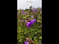 neelakurinji flowers blossom karnataka