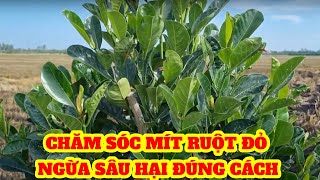 Cách chăm sóc mít ruột đỏ xơ vàng ngừa sâu rầy và nấm bệnh | SIÊU THỊ CÂY GIỐNG WELOFARM