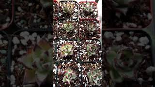 黑檀汁乌木 succulents 多肉植物