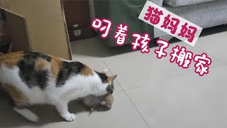 猫妈妈叼着孩子搬家了，给它做的大房子不爱住了，跑到小猫窝里