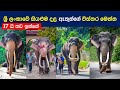 දළදා පෙරහැරේ සියලු දළ ඇතුන් - 2023 | Sri Lankan Tame Domestic Tuskers | Esala Perahera | Sinhala