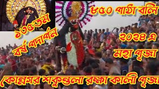 Konnagar Sakuntala Kali Puja 2024|| কোন্নগর শকুন্তলা রক্ষা কালী পূজা ২০২৪|| ১৩৫ তম বর্ষ পদার্পন||