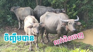 តម្លៃក្របីនៅស្រុកខ្មែរ ! ចិញ្ចឹមបាន តែលក់មិនចេញ...